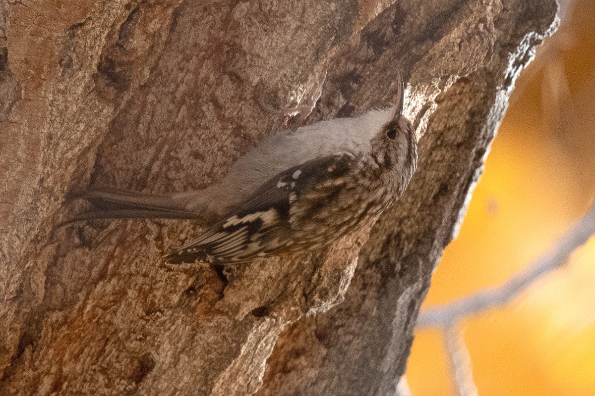 Brown Creeper - ML645338955