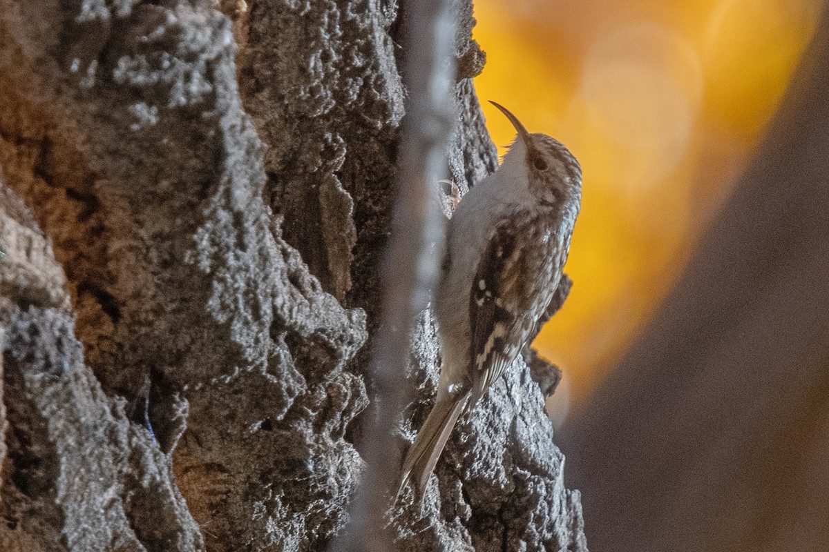 Brown Creeper - ML645338956