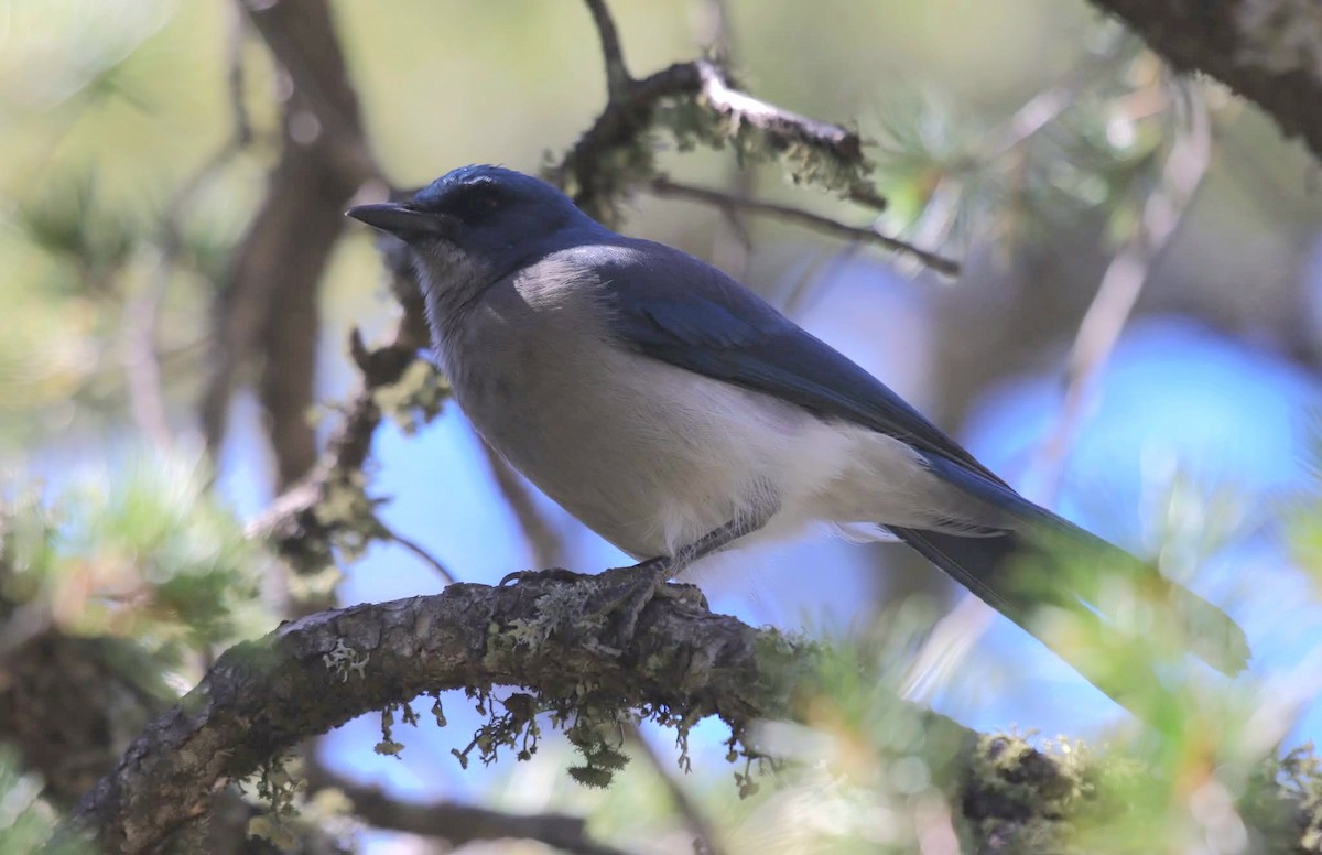 Mexican Jay - ML645338985