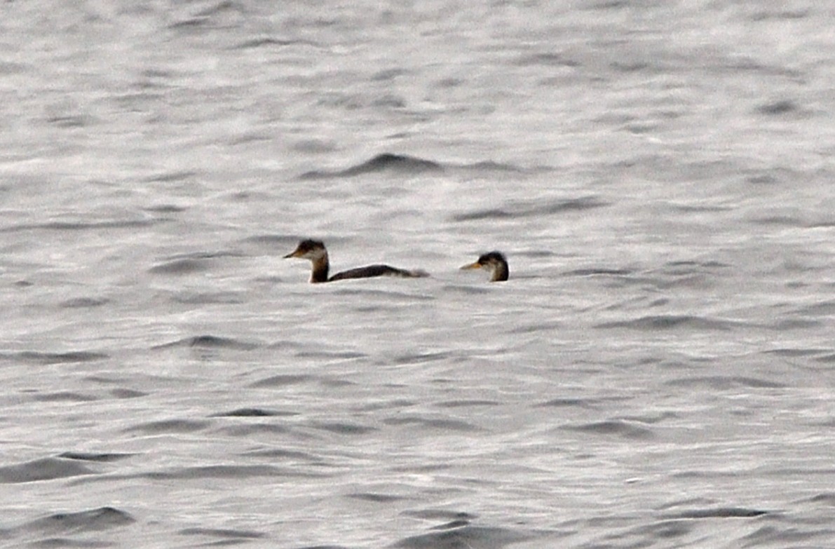 Буурал шунгуур - ML645338986