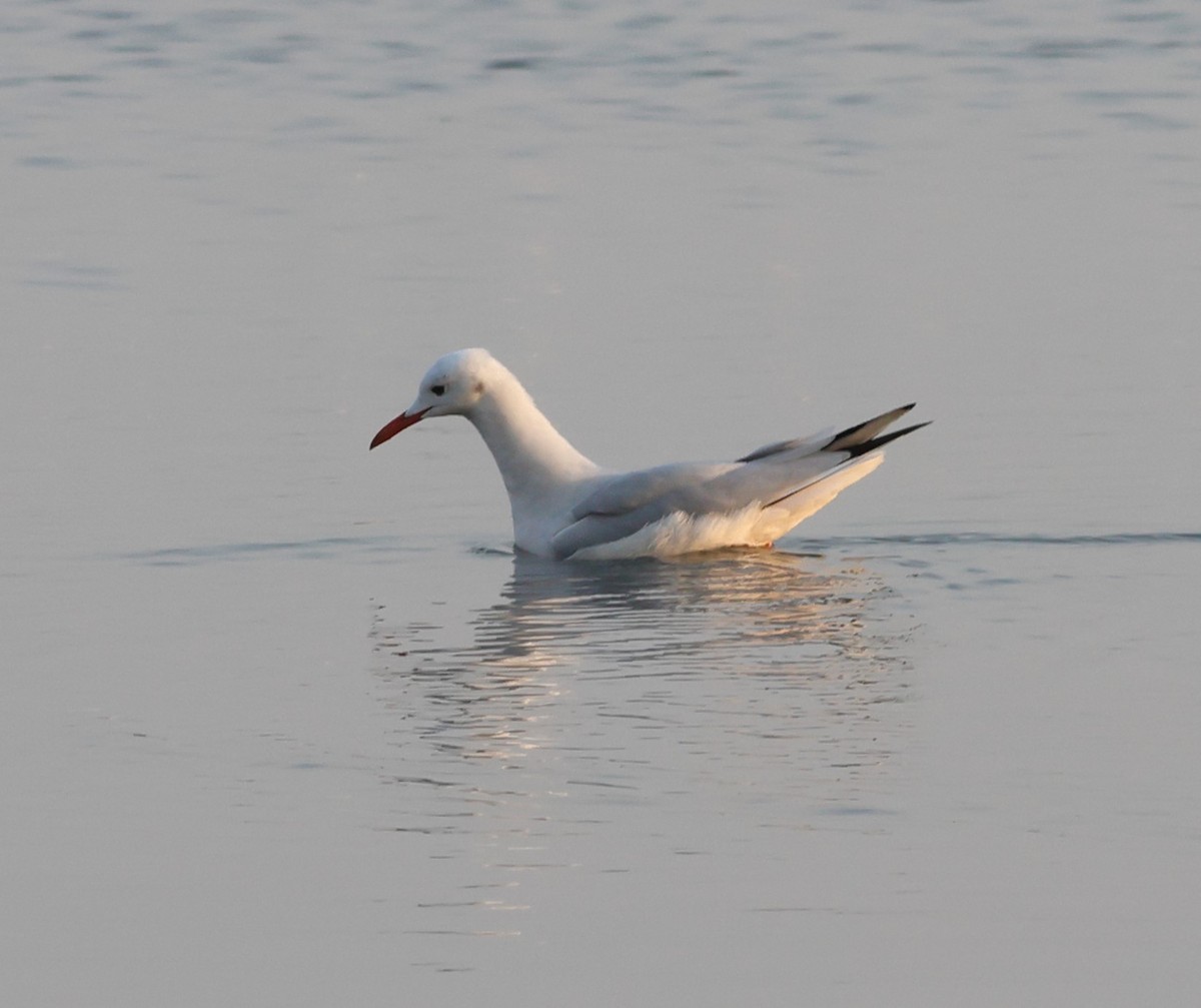Slender-billed Gull - ML645338989