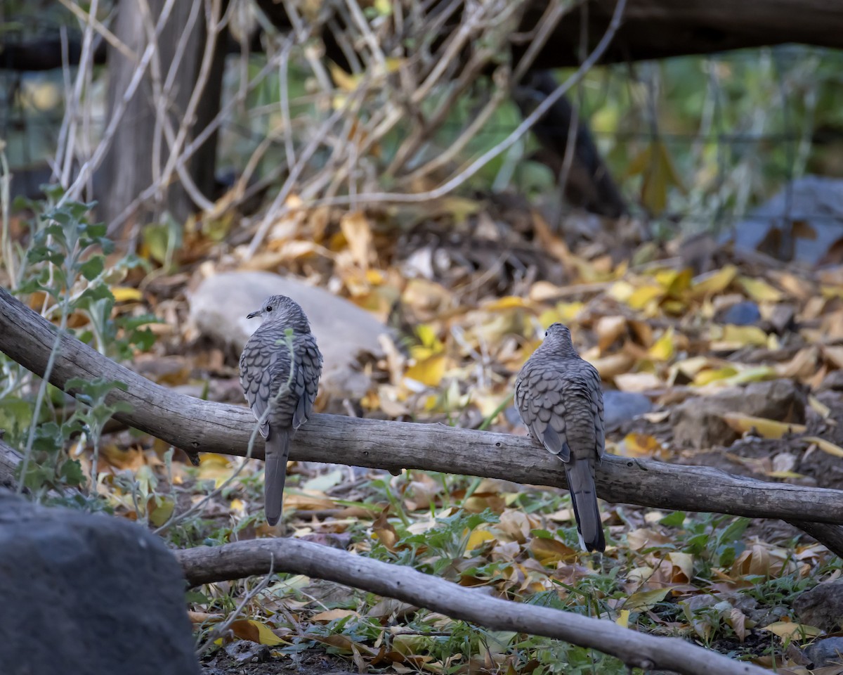 Inca Dove - ML645338996