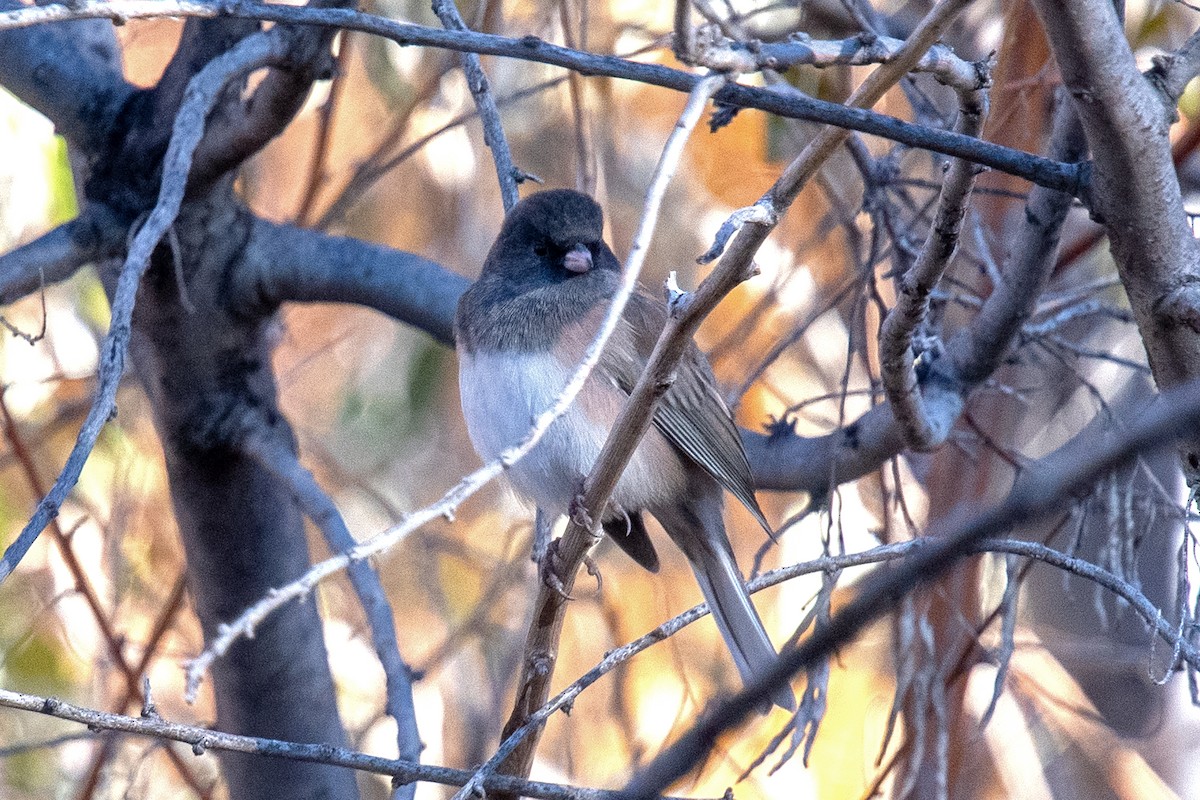 Dark-eyed Junco - ML645339007