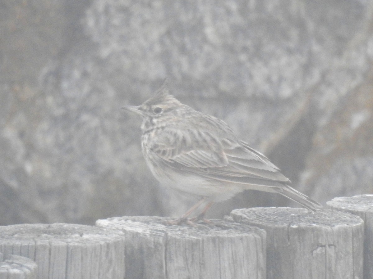 カンムリヒバリ - ML645339009