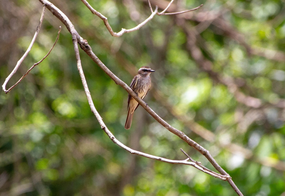 Variegated Flycatcher - ML645339010