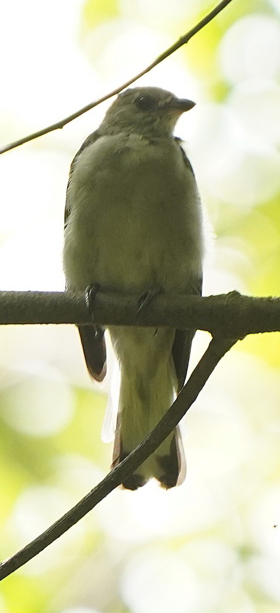 Lesser Honeyguide - ML645339021