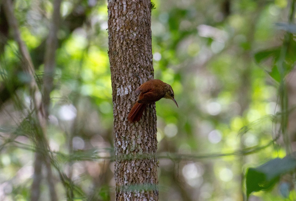 Lesser Woodcreeper - ML645339023