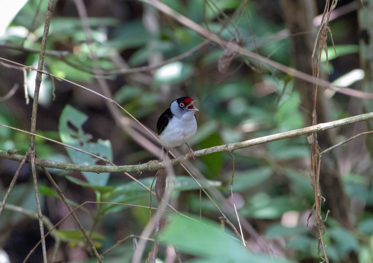 Pin-tailed Manakin - ML645339035