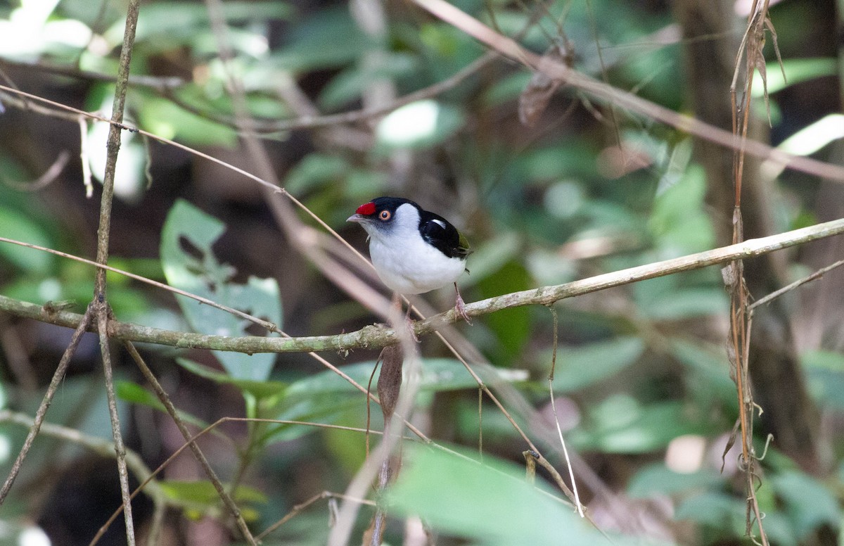 Pin-tailed Manakin - ML645339036