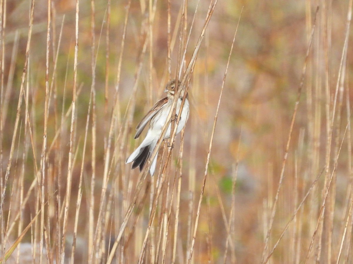 Reed Bunting - ML645339045