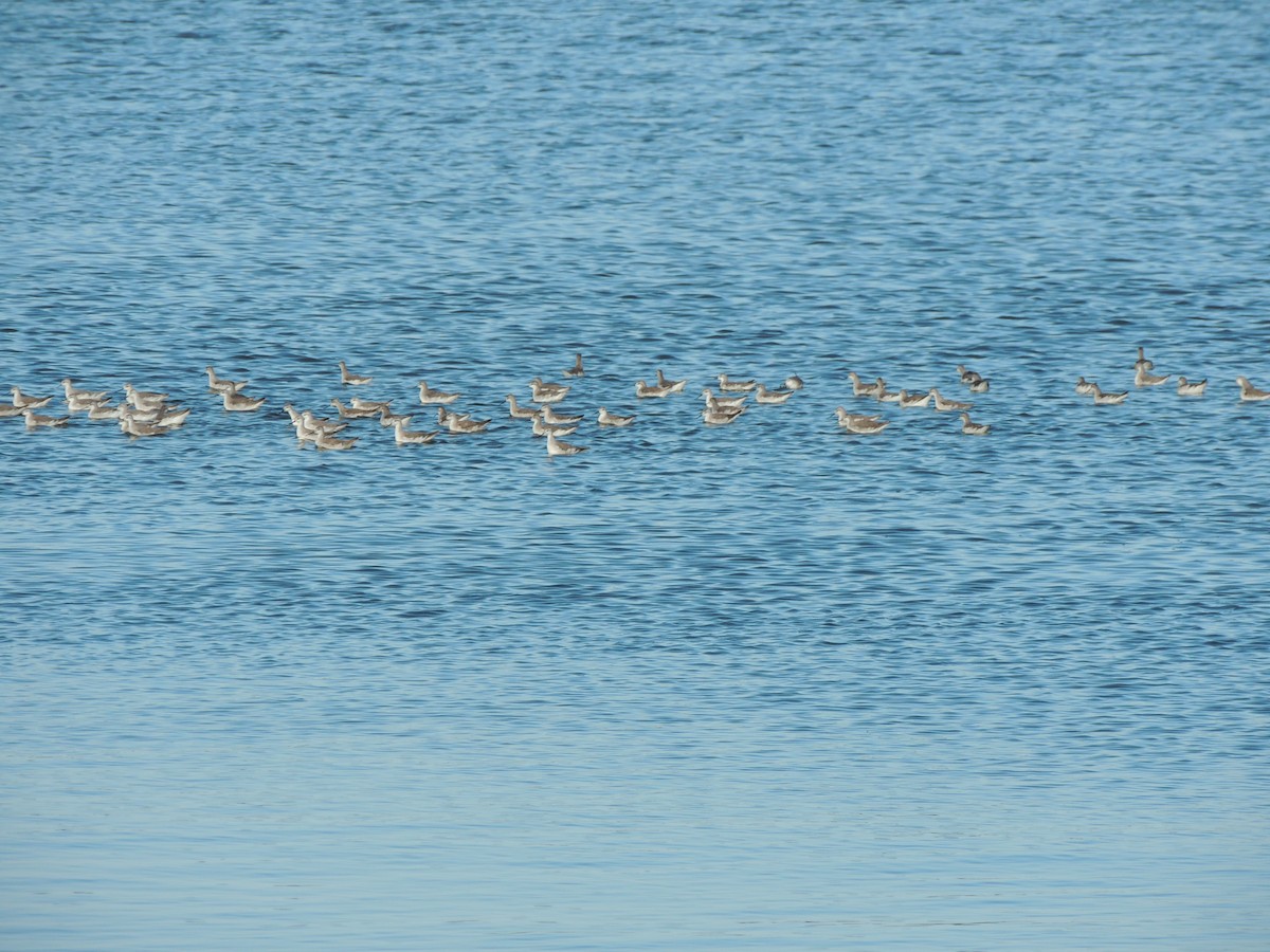 lyskonoh dlouhozobý - ML645339055