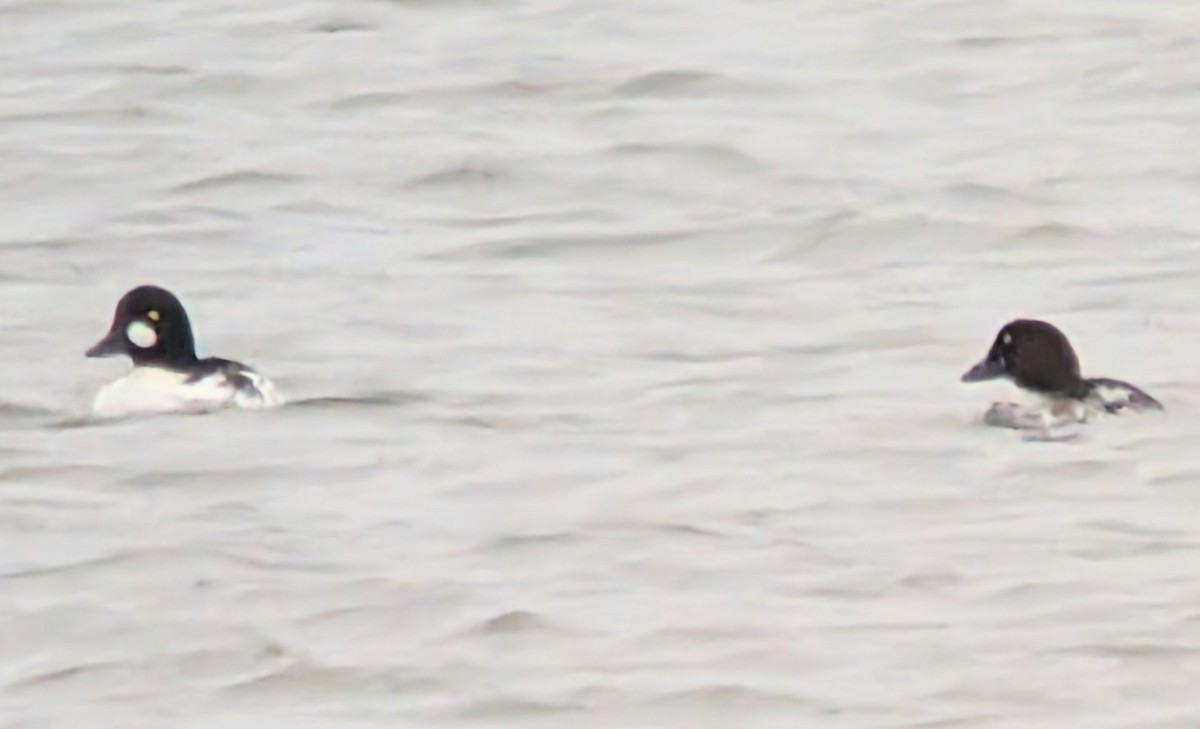 hohol severní - ML645339056