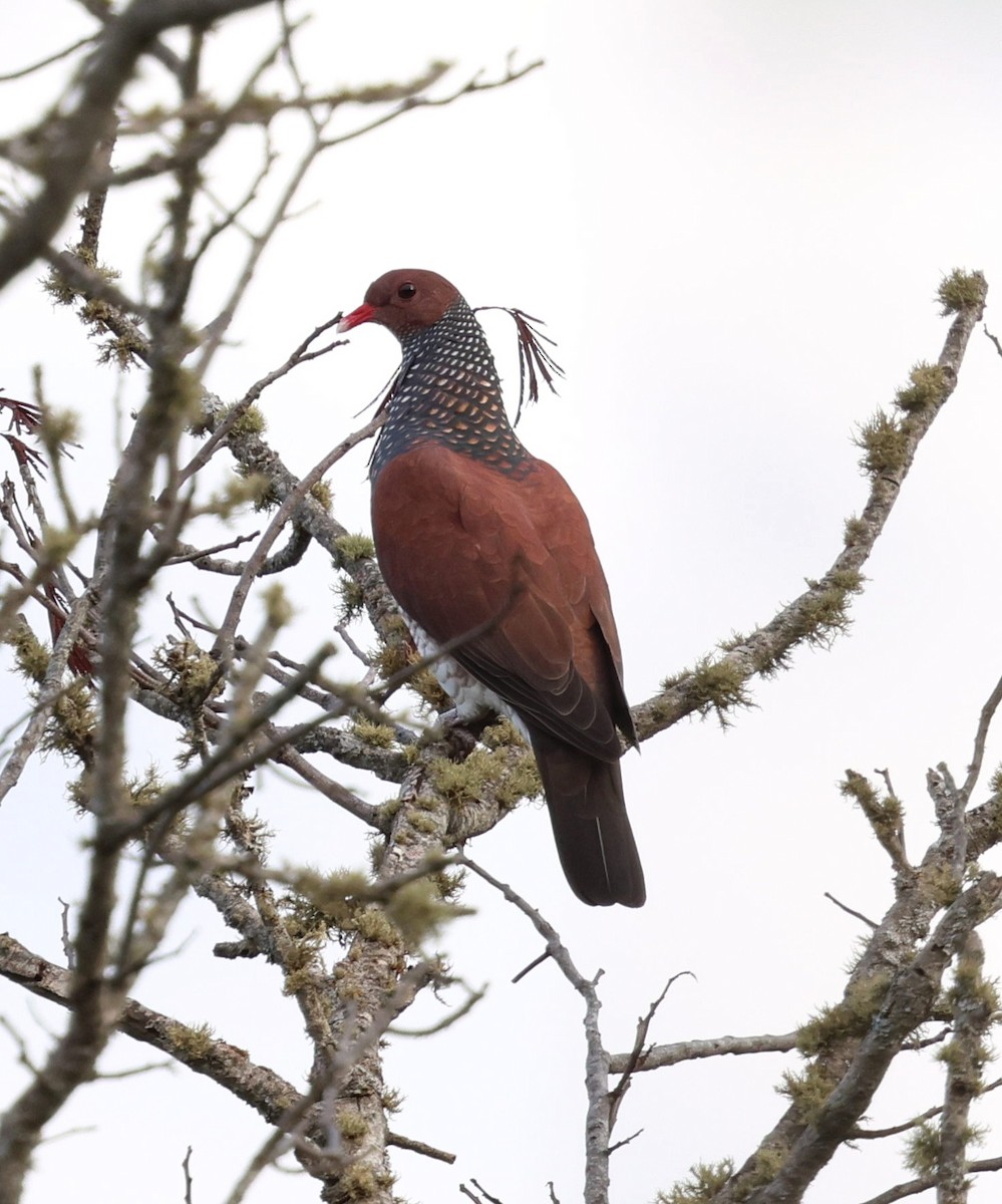 Scaled Pigeon - ML645339072