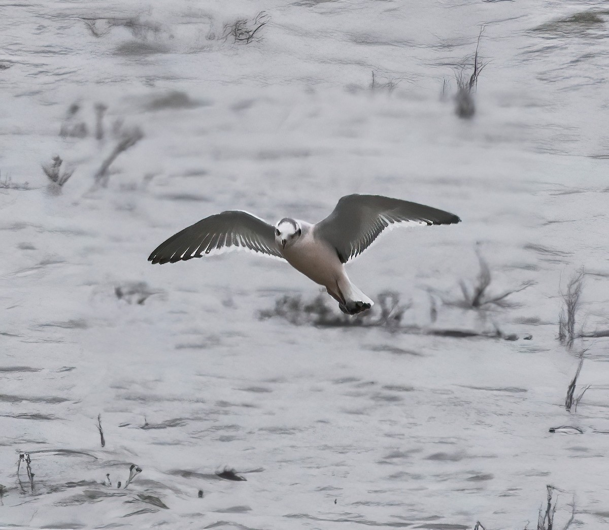 racek malý - ML645339077