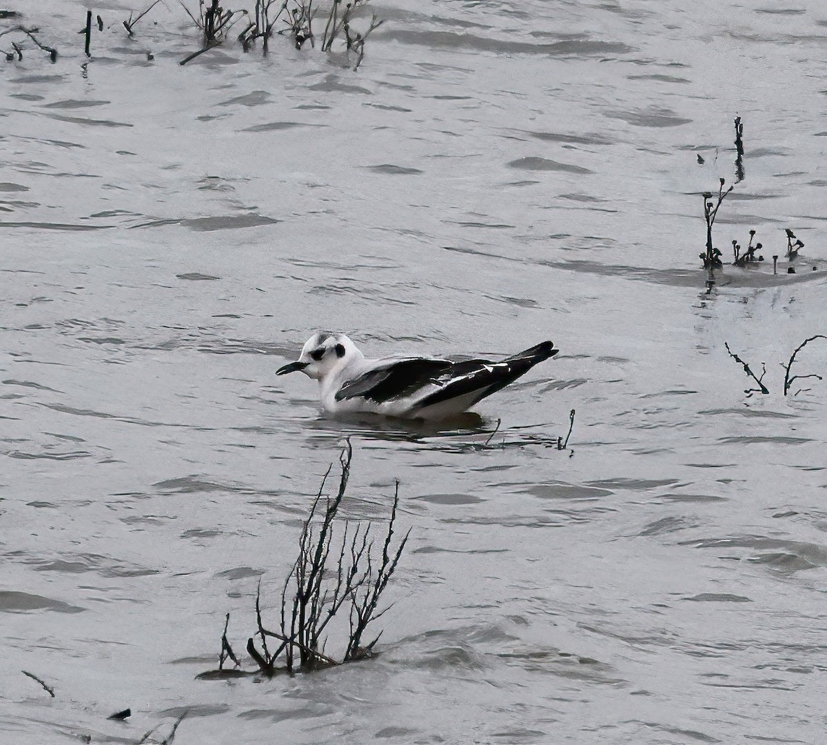 racek malý - ML645339078