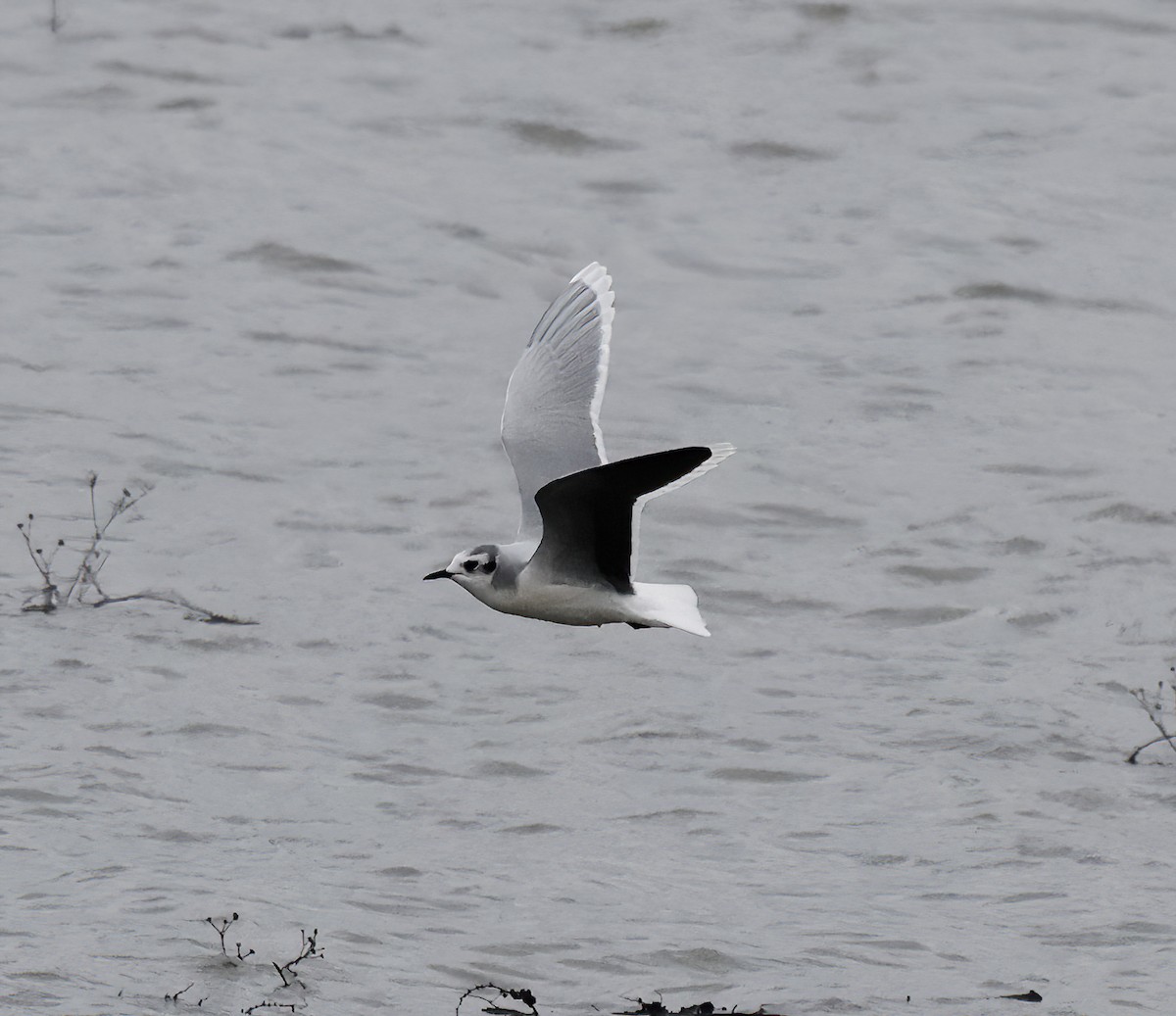 racek malý - ML645339079