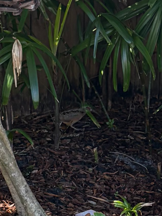 American Woodcock - ML645339081