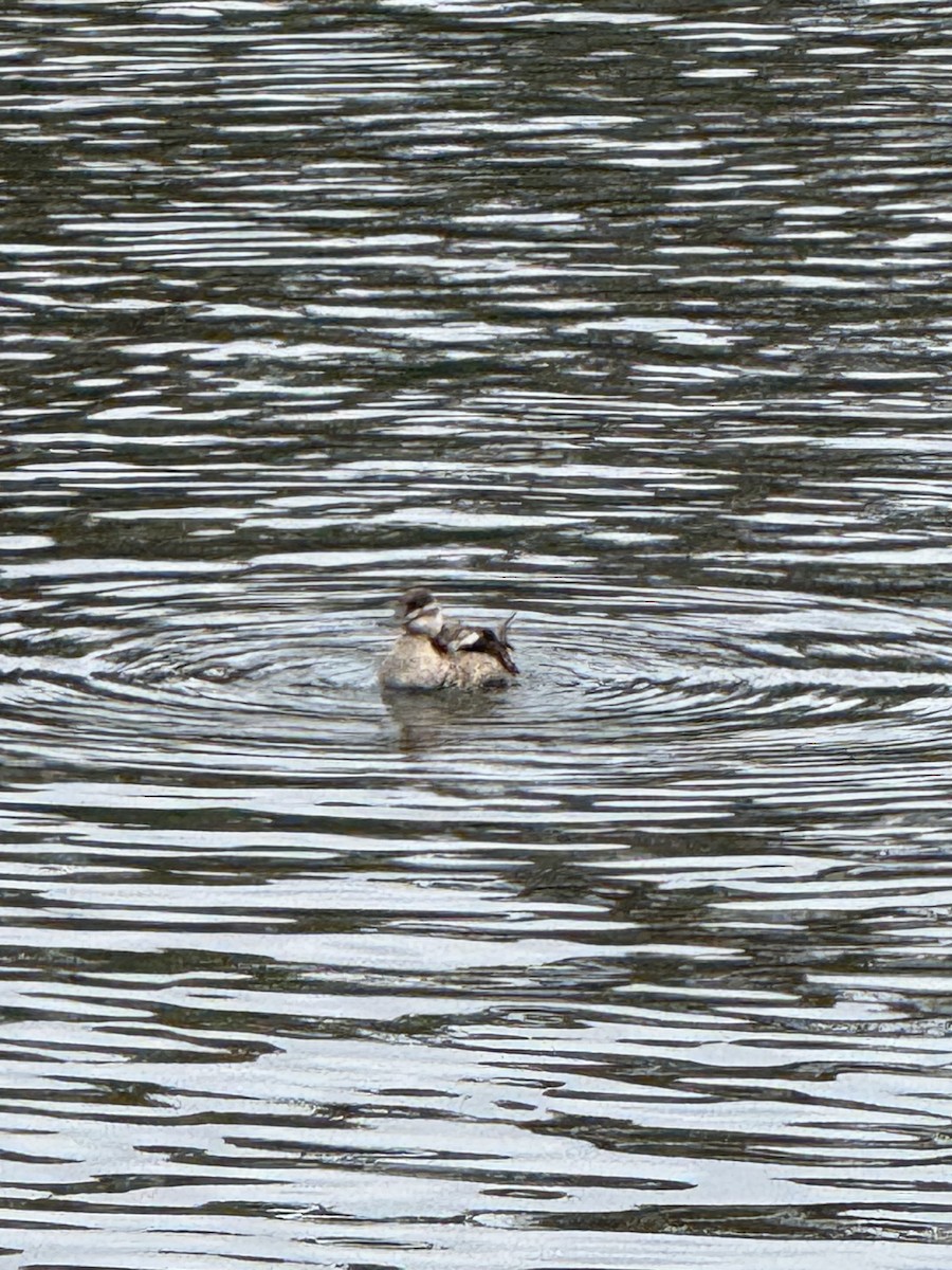 Ruddy Duck - ML645339092