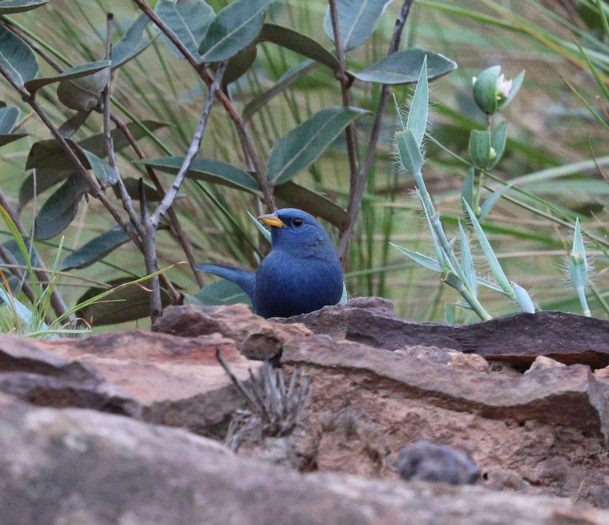 Blue Finch - ML645339096