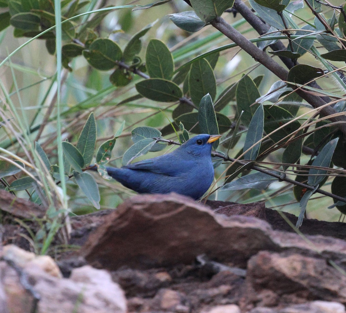 Blue Finch - ML645339097