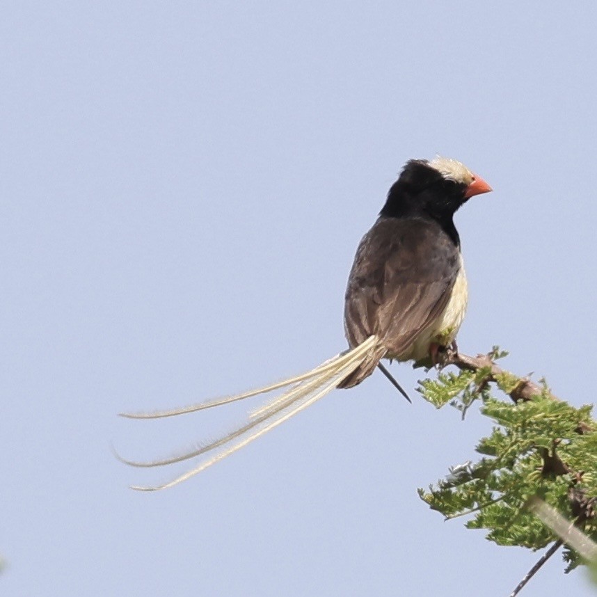 stråstjertenke - ML645339099