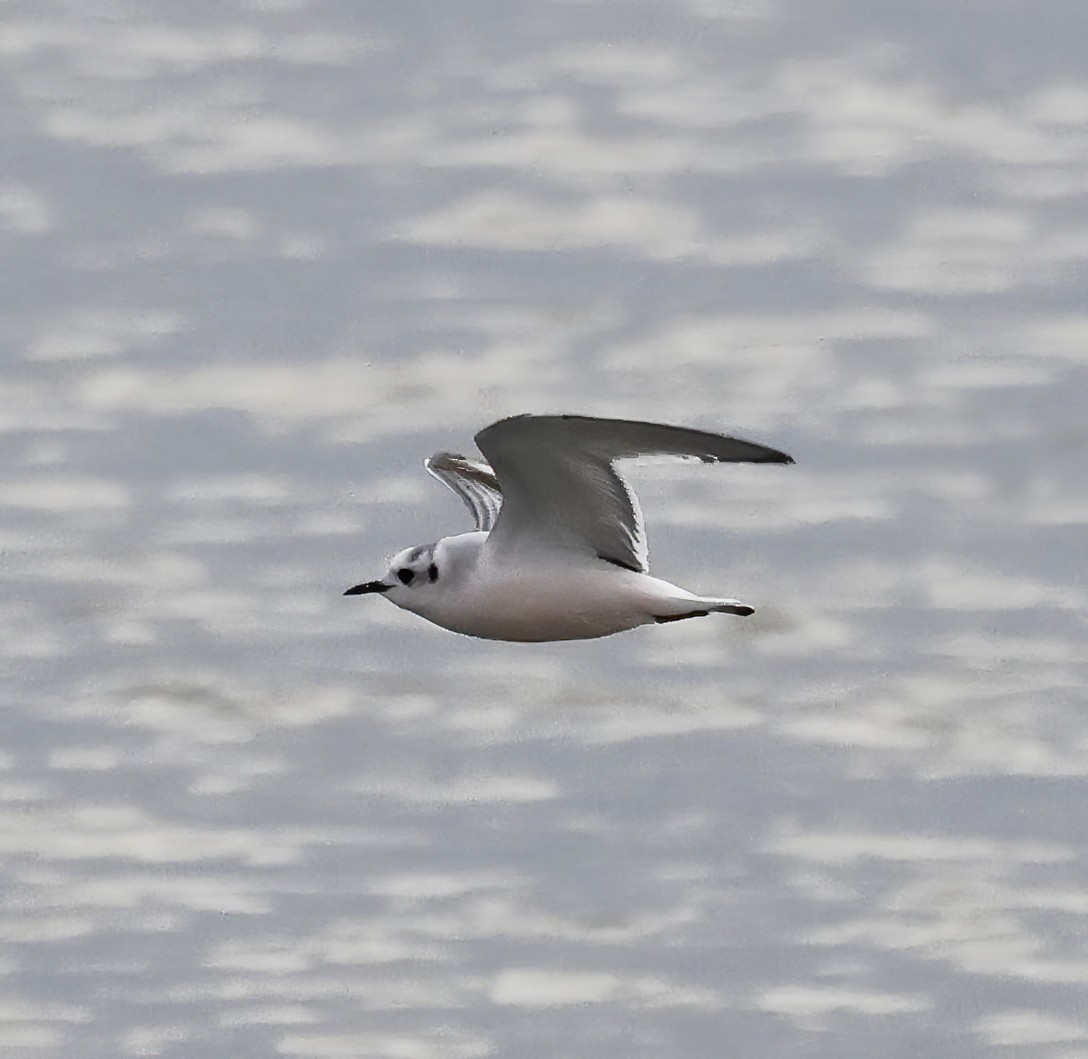 racek malý - ML645339100