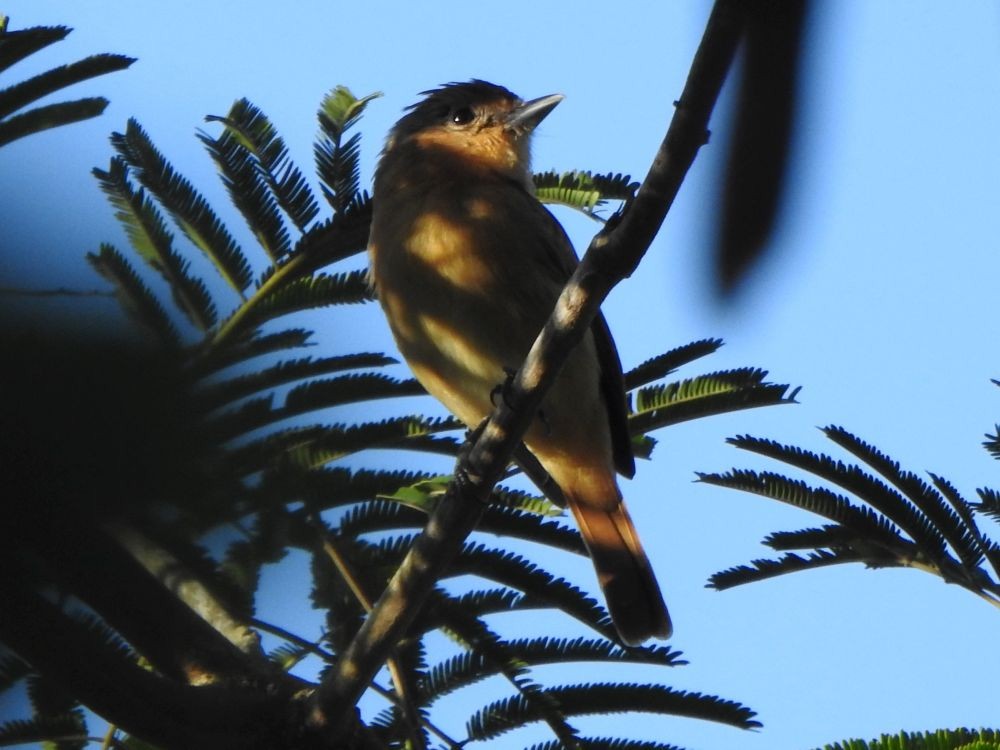 Каштановый бекард - ML645339101