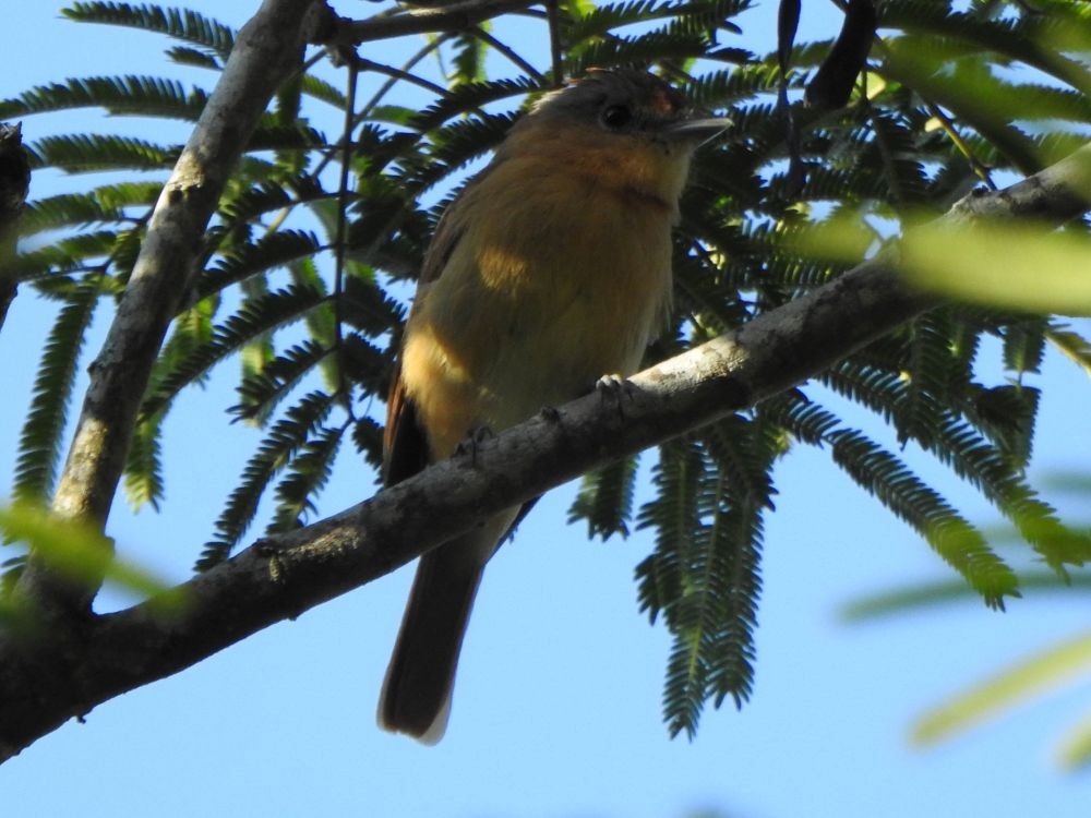 Каштановый бекард - ML645339103