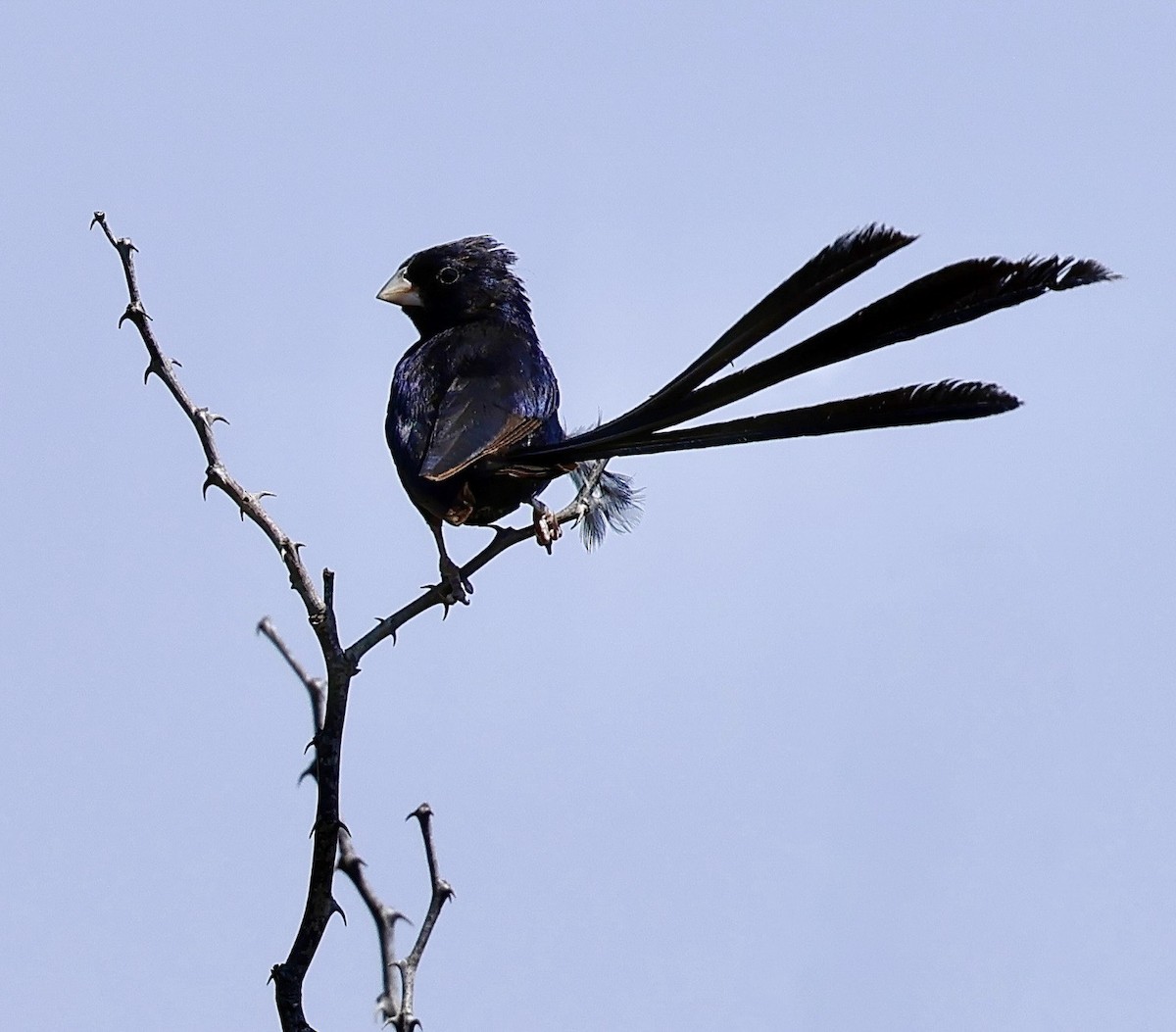 Steel-blue Whydah - ML645339105