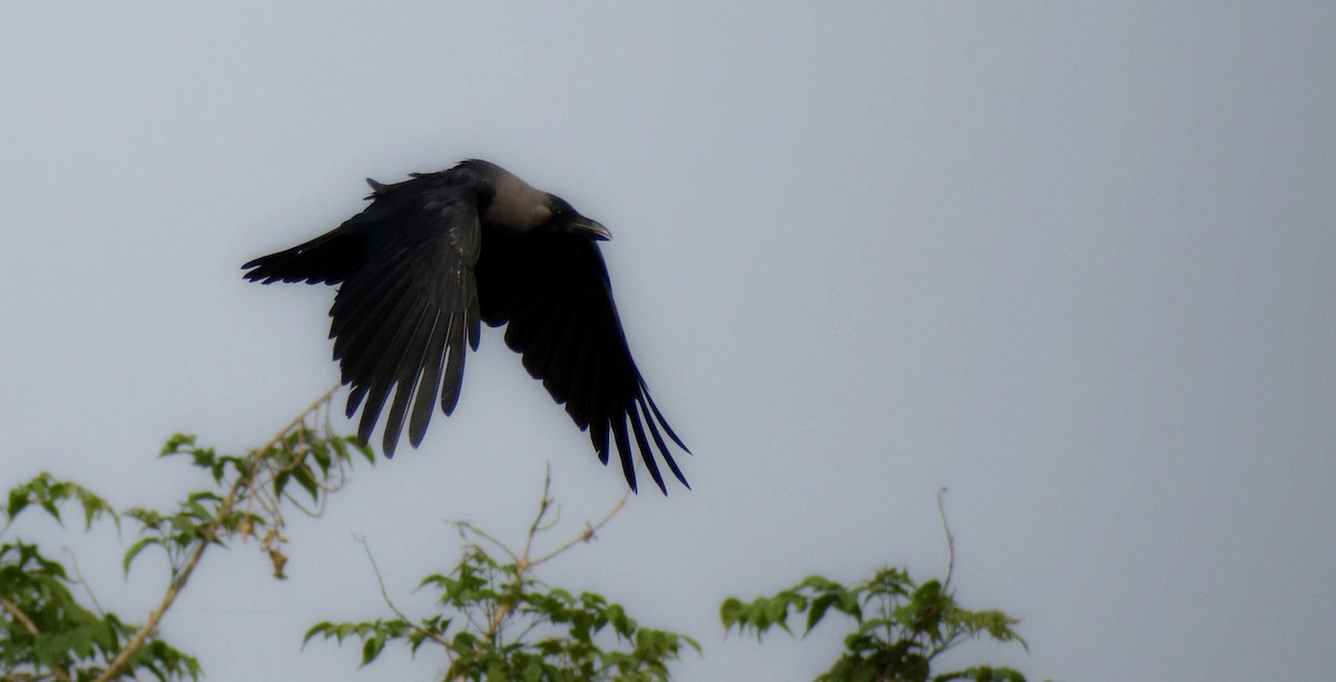 House Crow - ML645339106