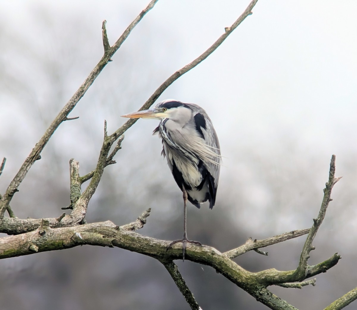 volavka popelavá - ML645339109