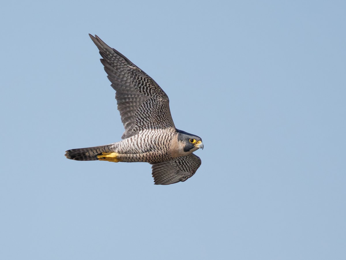 遊隼 - ML645339122