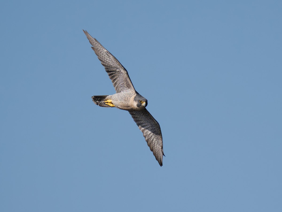 遊隼 - ML645339132