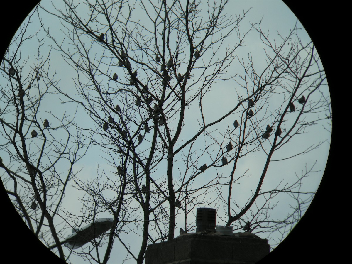 Bohemian Waxwing - ML645339145