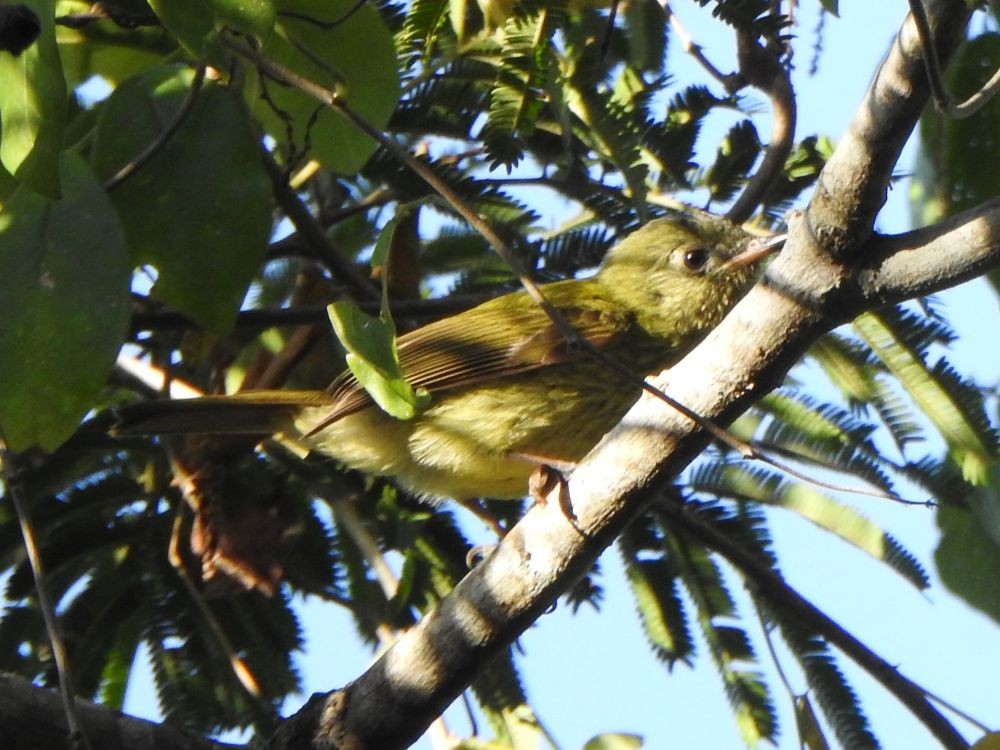 Olive-striped Flycatcher - ML645339146