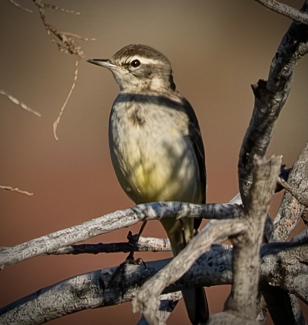 Western Yellow Wagtail - ML645339178