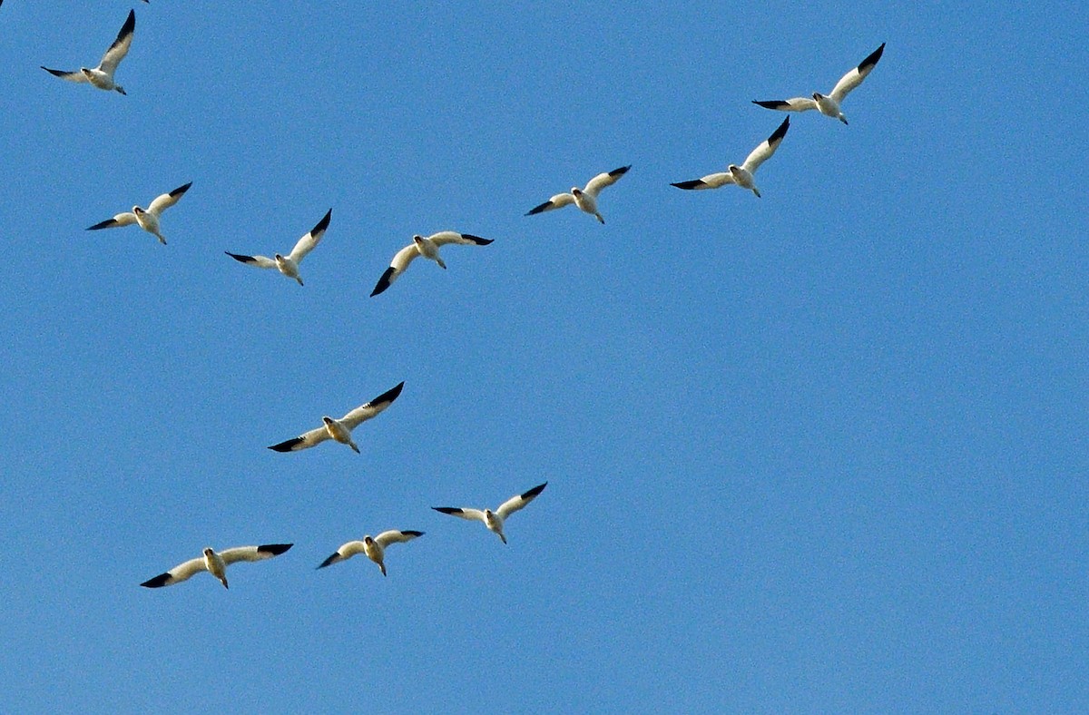 Snow Goose - ML645339188