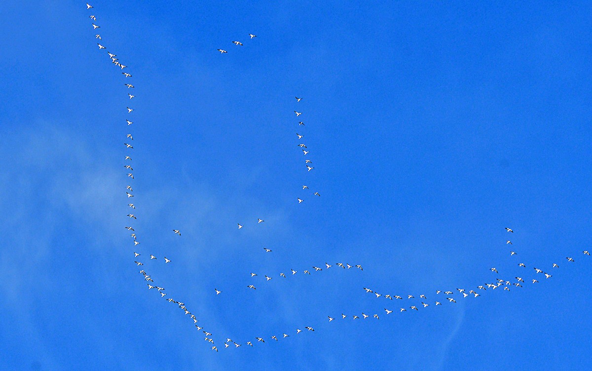 Snow Goose - ML645339189