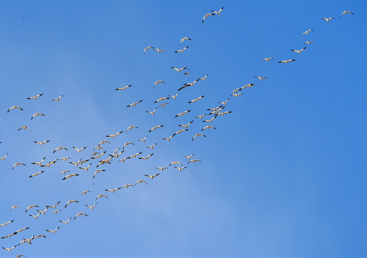 Snow Goose - ML645339190