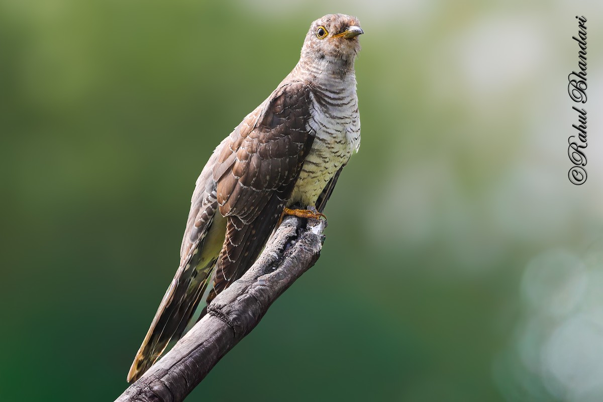 Common Hawk-Cuckoo - ML645339205