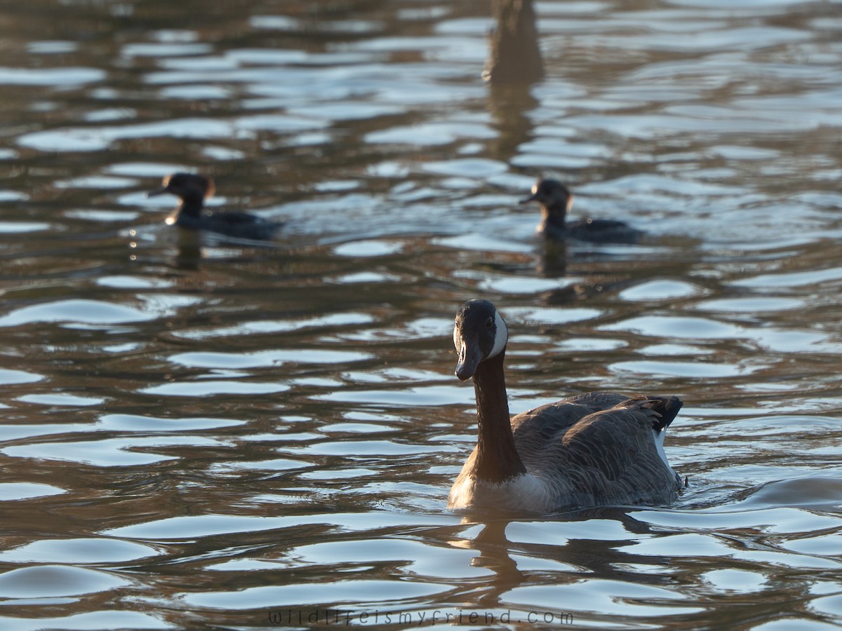 Canada Goose - ML645339209