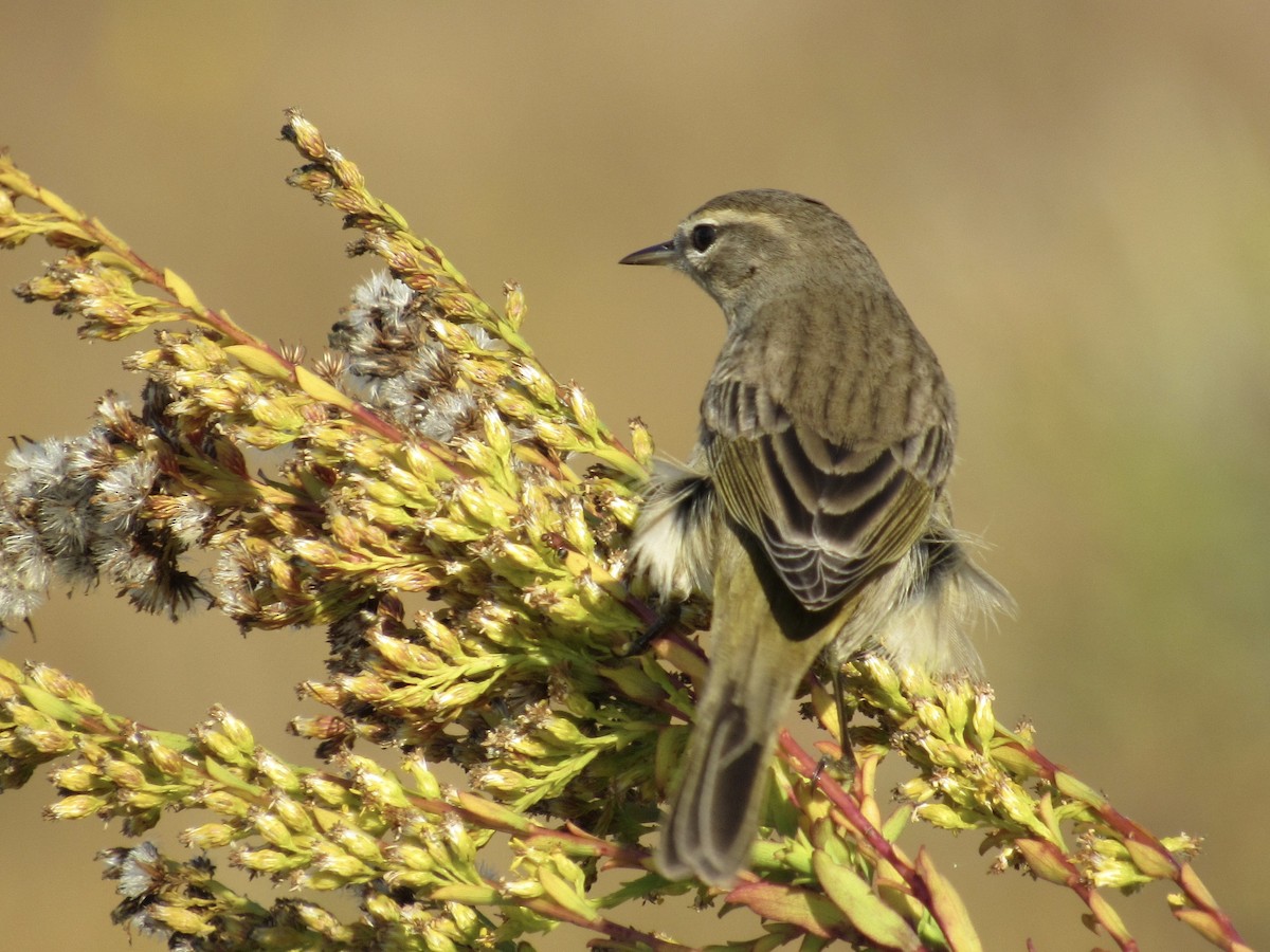 Palm Warbler - ML645339210