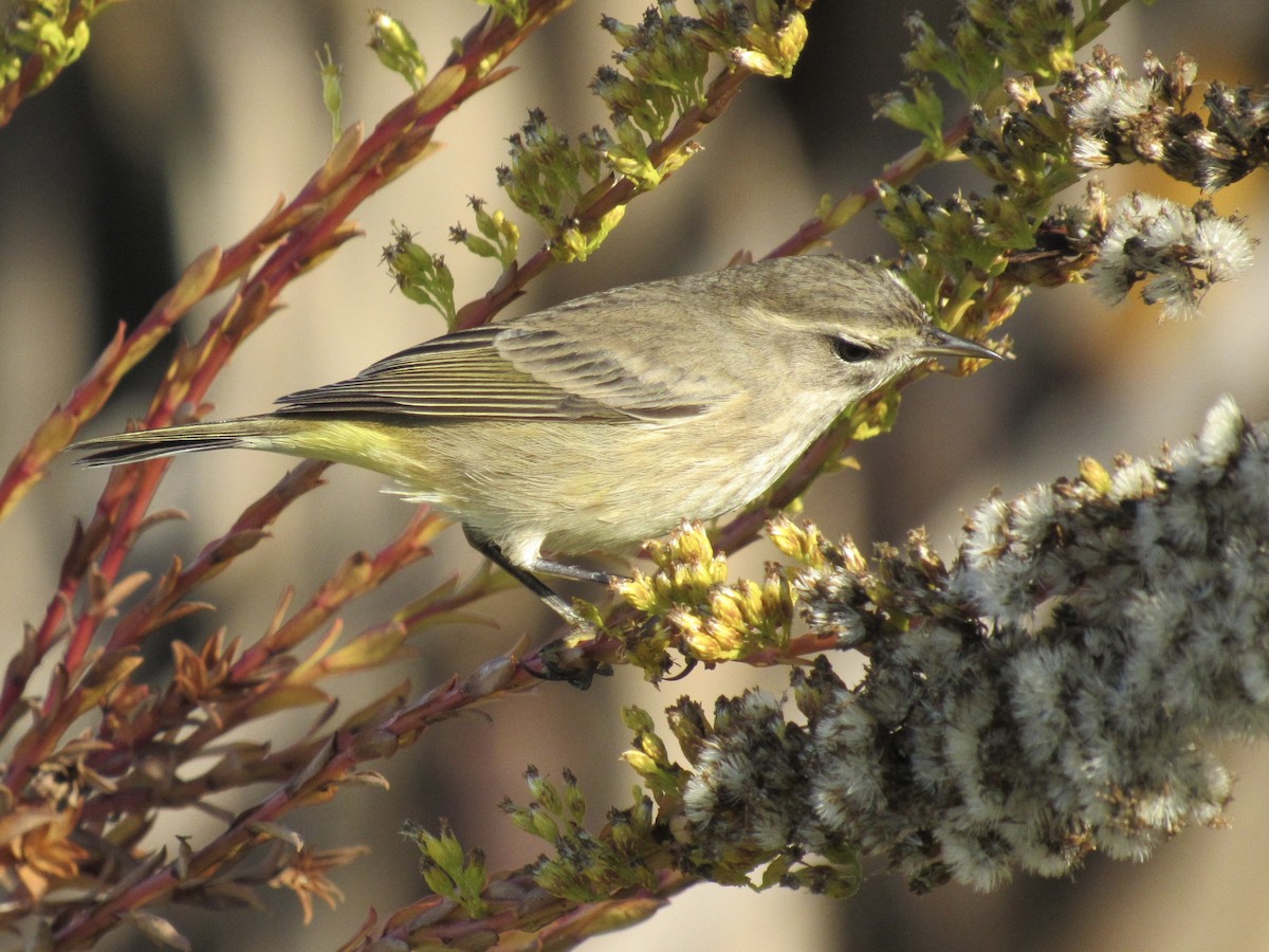 Palm Warbler - ML645339211