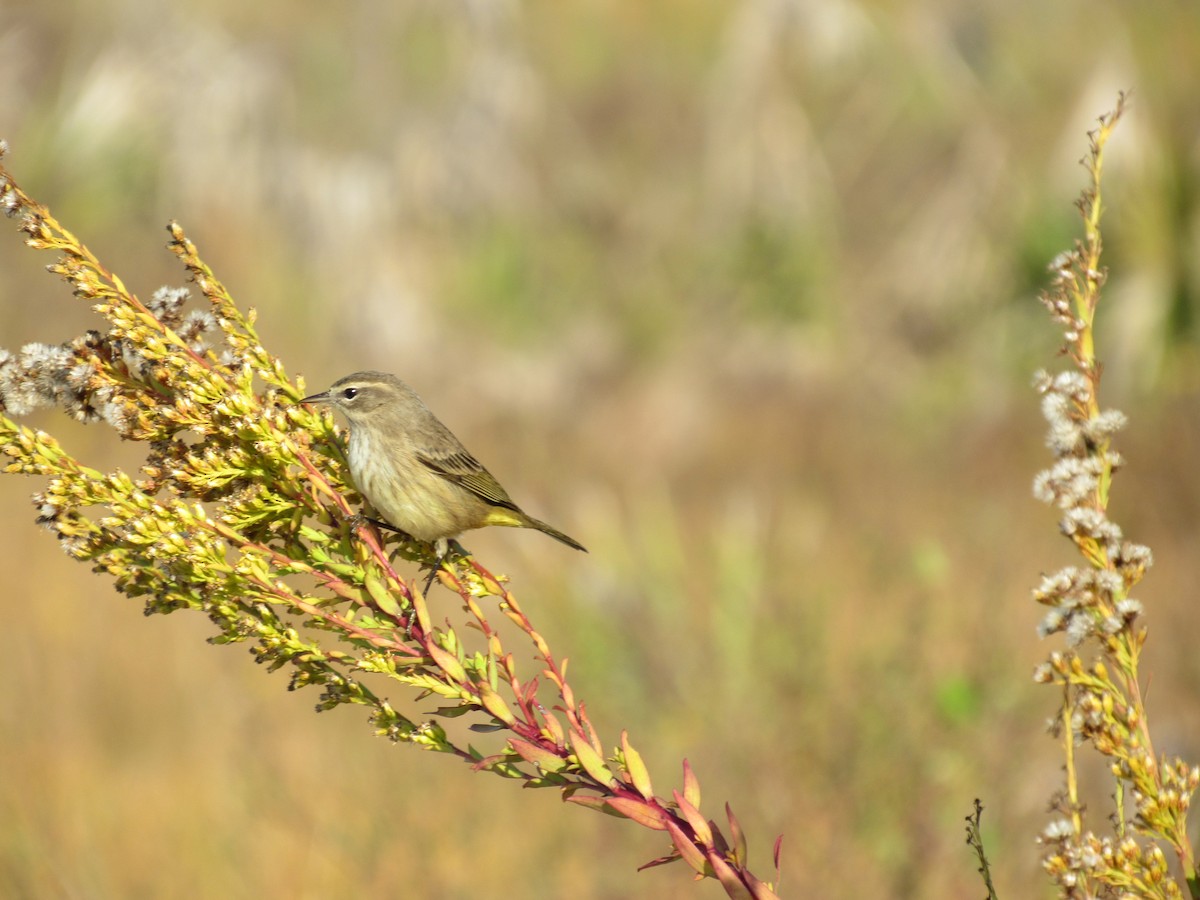 Palm Warbler - ML645339212