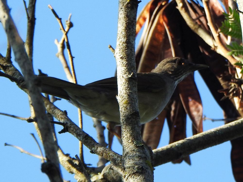 Pale-breasted Thrush - ML645339213