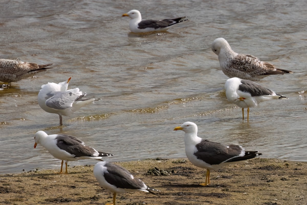 Yellow-legged Gull - ML645339214