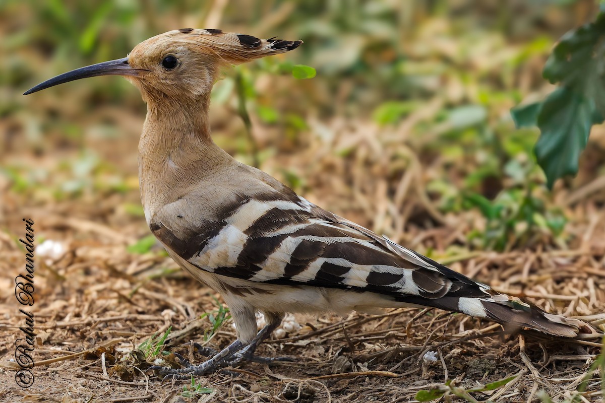 Common Hoopoe - ML645339215