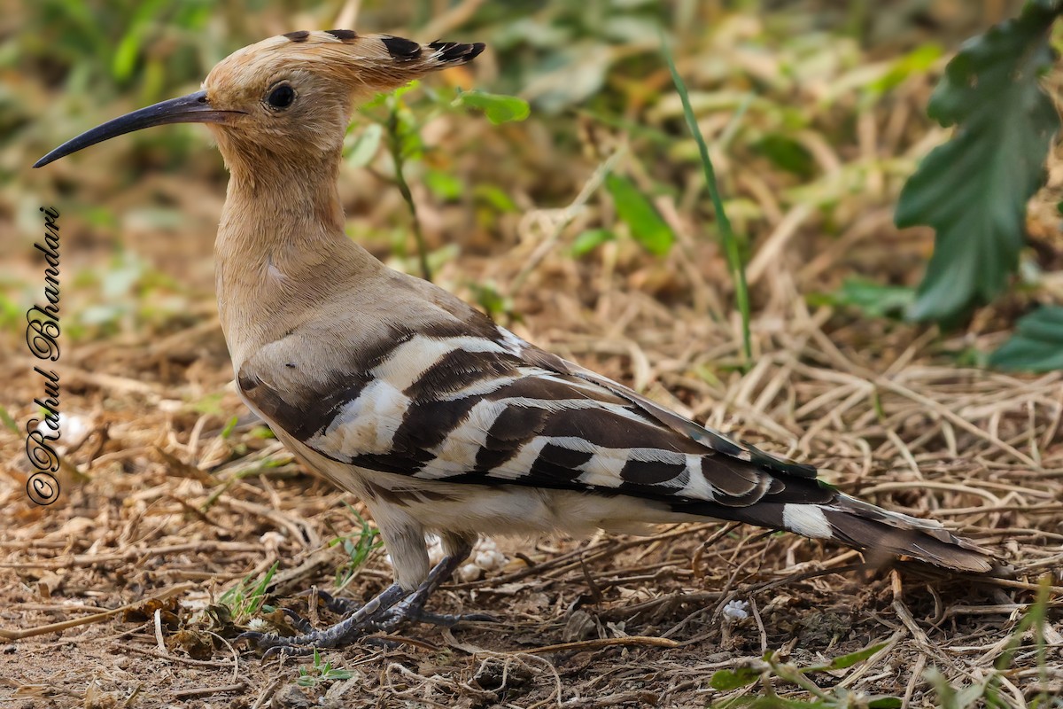 Common Hoopoe - ML645339216