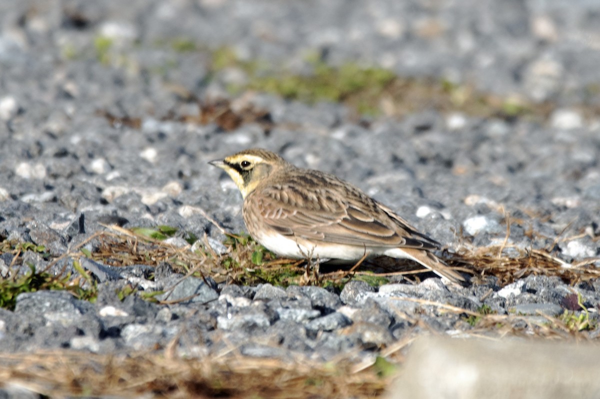 Horned Lark - ML645339218