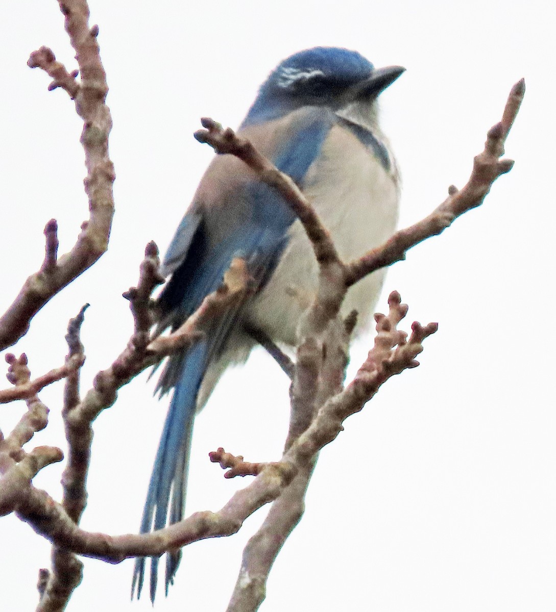 California Scrub-Jay - ML645339219